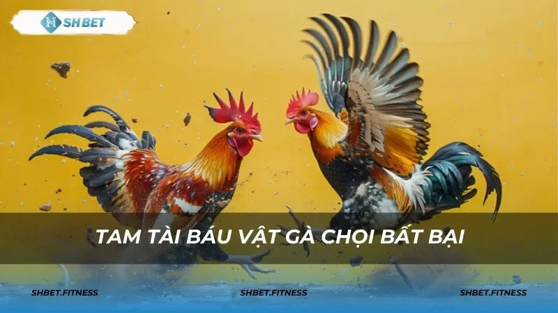 chọi gà shbet4 vảy gà Tam Tài