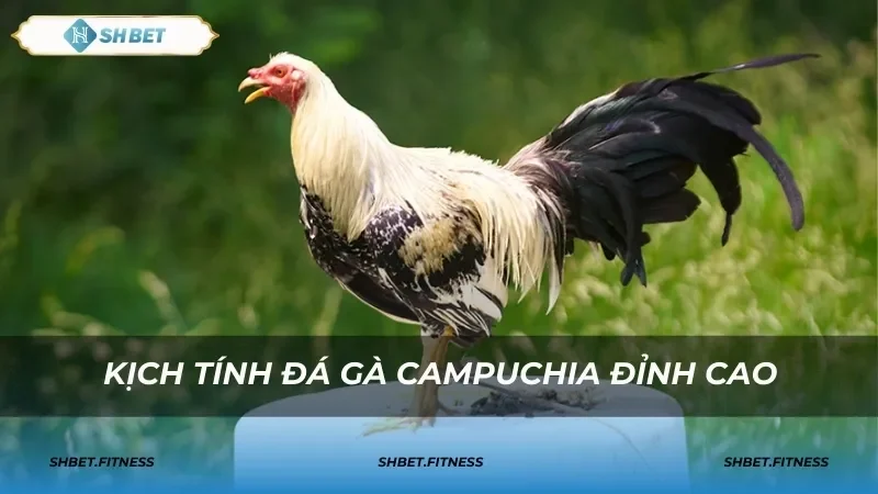 chọi gà trực tiếp campuchia shbet shbet