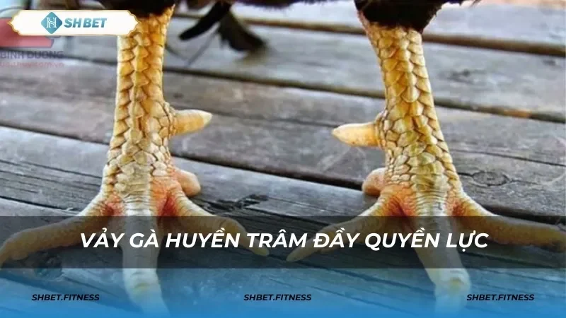 đá gà 789 vảy gà huyền trâm