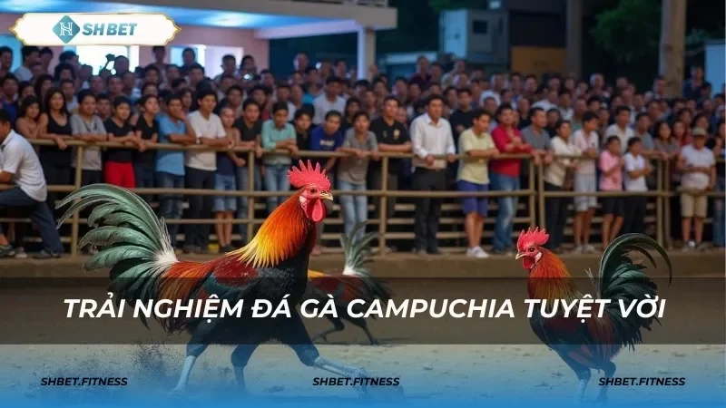 đá gà campuchia top