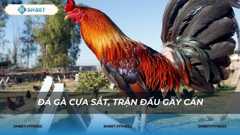 đá gà cựa sắt shbet81