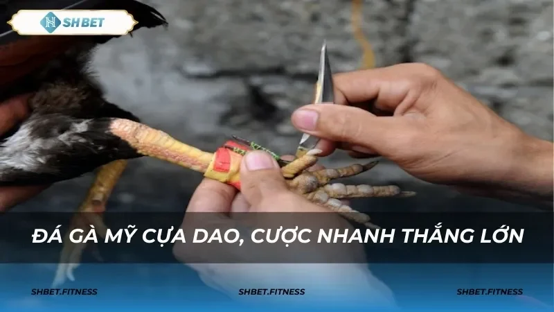 đá gà mỹ cựa dao