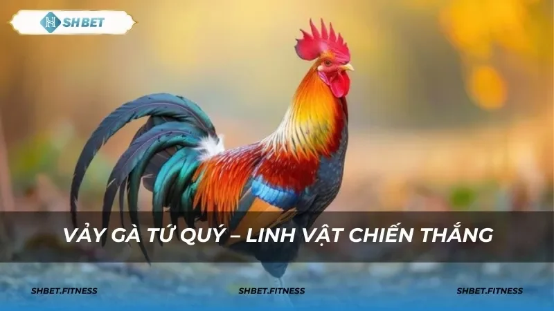 shbet1 vảy gà tứ quý