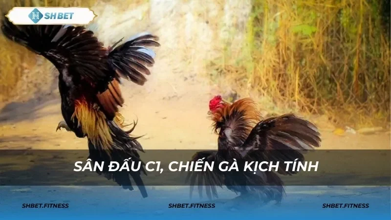 Trận đá gà shbet0